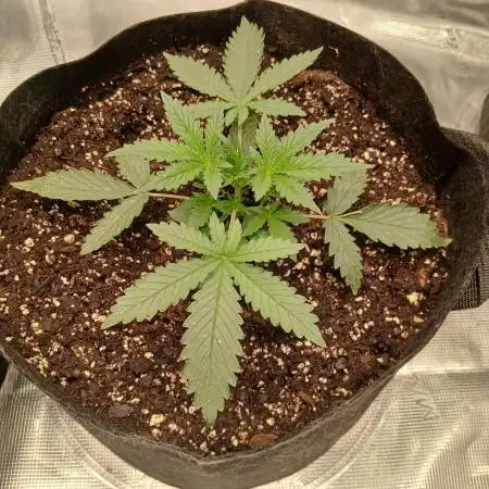 First time w/ Fast Buds - Apple Strudle