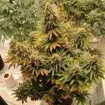 First w/ Fast Buds-Lemon Cherry Cookies