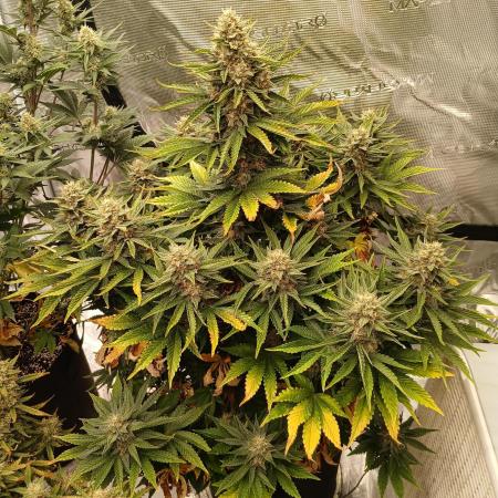 First w/ Fast Buds-Lemon Cherry Cookies