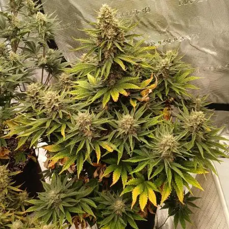 First w/ Fast Buds-Lemon Cherry Cookies