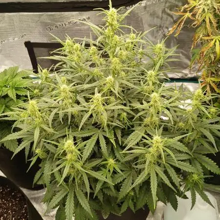 First time w/ Fast Buds (Z-Up)