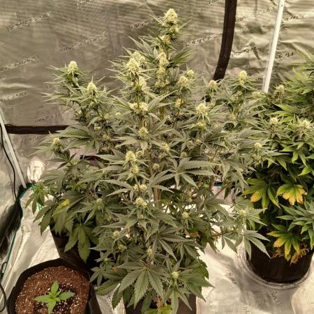 First time w/ Fast Buds - Frostbanger