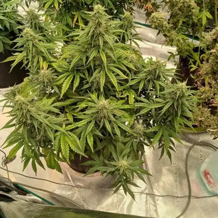 Strawberry Nuggets x Pink Panama-Freebie