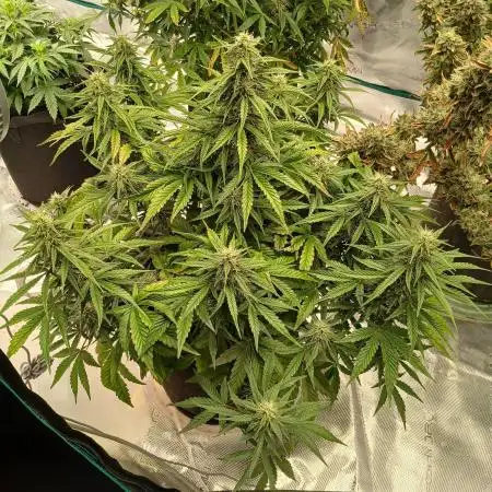 Strawberry Nuggets x Pink Panama-Freebie