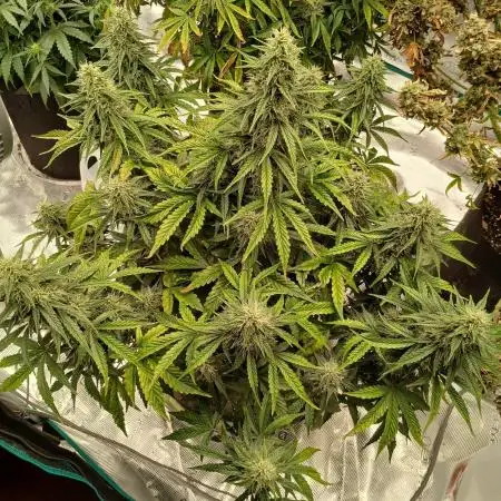 Strawberry Nuggets x Pink Panama-Freebie