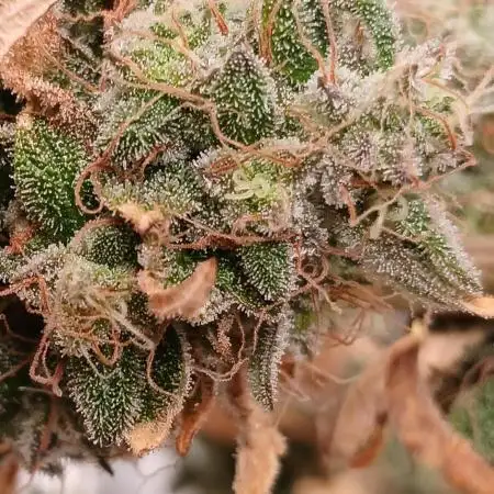 First time w/ Mephisto (Mephisto's Wedding)