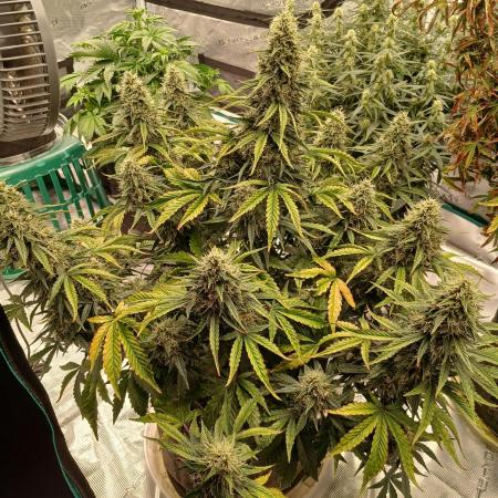 Strawberry Nuggets x Pink Panama-Freebie