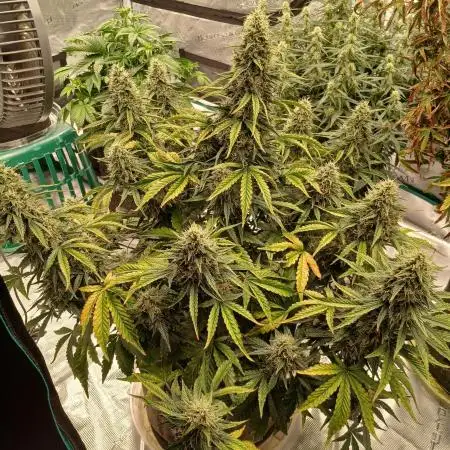 Strawberry Nuggets x Pink Panama-Freebie