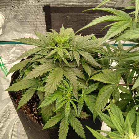 First time w/ Fast Buds (Z-Up)