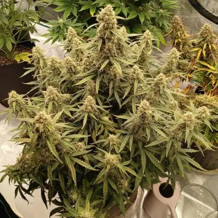 First time w/ Fast Buds (Z-Up)