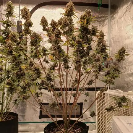 First time w/ Fast Buds - Frostbanger