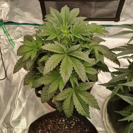First time w/ Mephisto (Mephisto's Wedding)
