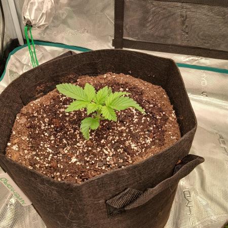 First w/ Fast Buds-Lemon Cherry Cookies
