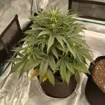 First time w/ Fast Buds - Gorilla Z