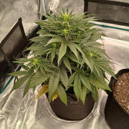 First time w/ Fast Buds - Gorilla Z