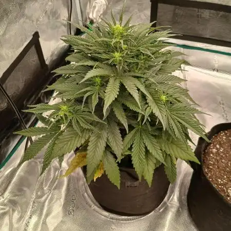 First time w/ Fast Buds - Gorilla Z