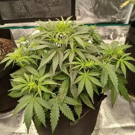 First time w/ Fast Buds (Z-Up)