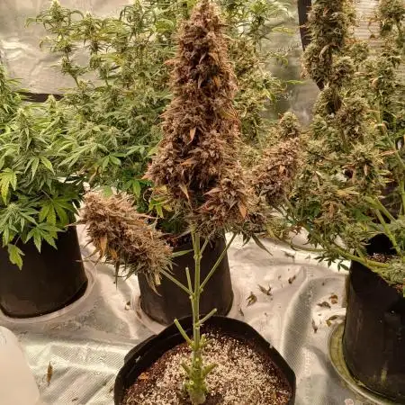First time w/ Mephisto (Double Grape)