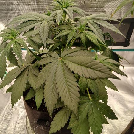 2nd w/ Fast Buds - Banana Purple Punch