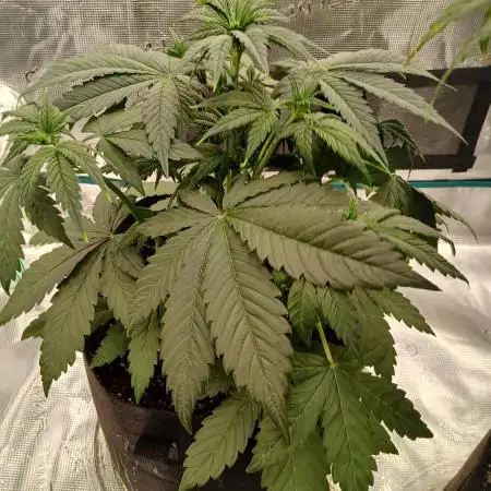 2nd w/ Fast Buds - Banana Purple Punch