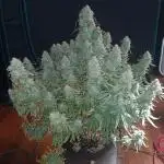First time w/ Fast Buds (Z-Up)