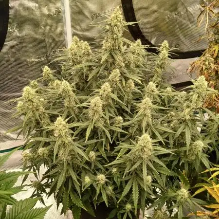 First time w/ Fast Buds (Z-Up)