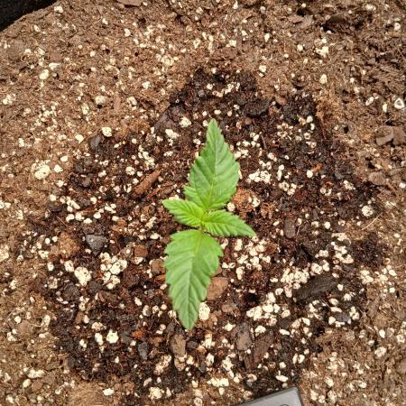 First w/ Fast Buds-Lemon Cherry Cookies