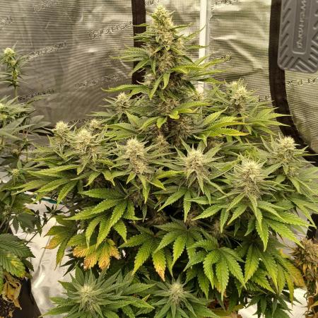 First w/ Fast Buds-Lemon Cherry Cookies
