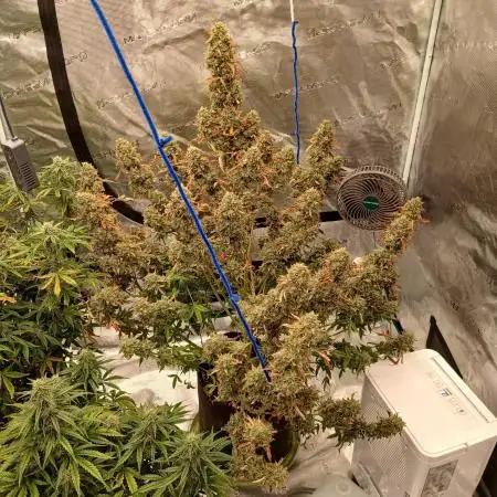 First time w/ Mephisto (Mephisto's Wedding)