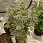 First time w/ Fast Buds - Frostbanger