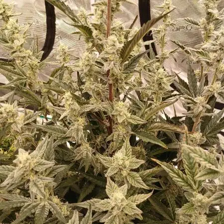 First time w/ Mephisto (MephistOreoz)