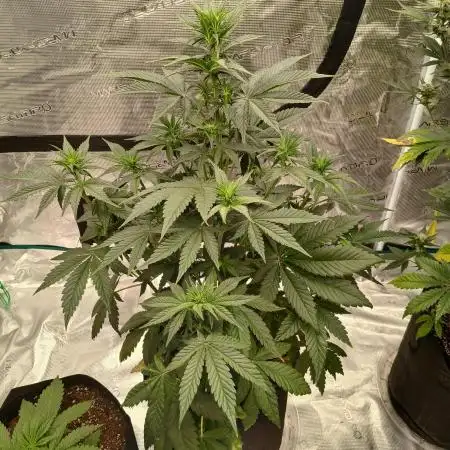 2nd w/ Fast Buds - Banana Purple Punch