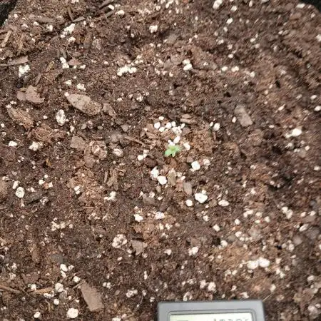 First time w/ Fast Buds - Gorilla Z