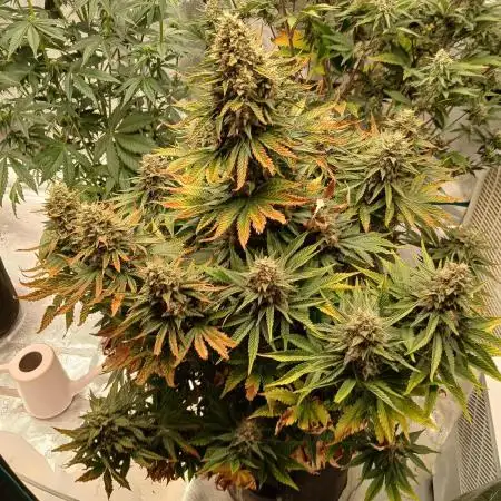 First w/ Fast Buds-Lemon Cherry Cookies