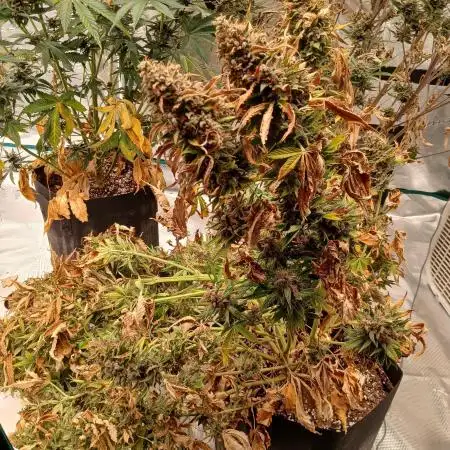First w/ Fast Buds-Lemon Cherry Cookies