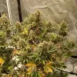 First time w/ Fast Buds - Frostbanger
