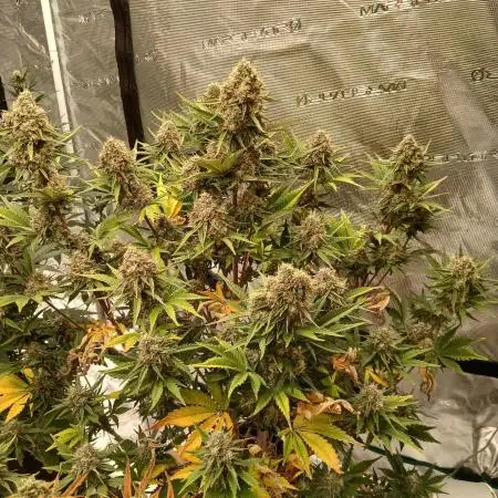 First time w/ Fast Buds - Frostbanger