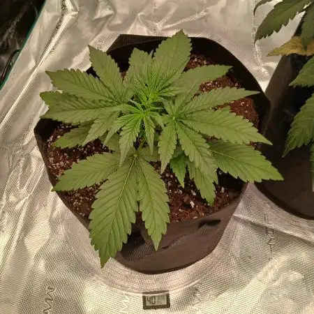 First time w/ Fast Buds - Gorilla Z