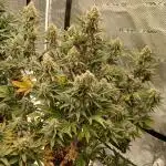 First time w/ Fast Buds - Frostbanger