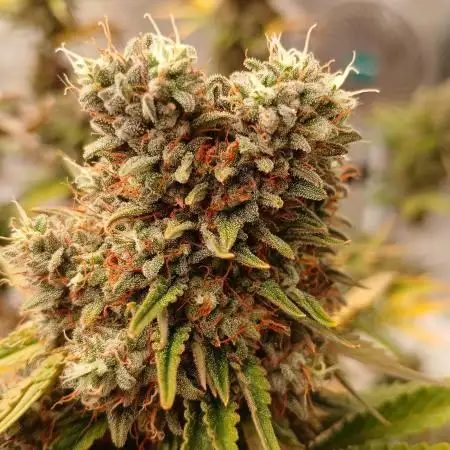 First time w/ Fast Buds - Frostbanger