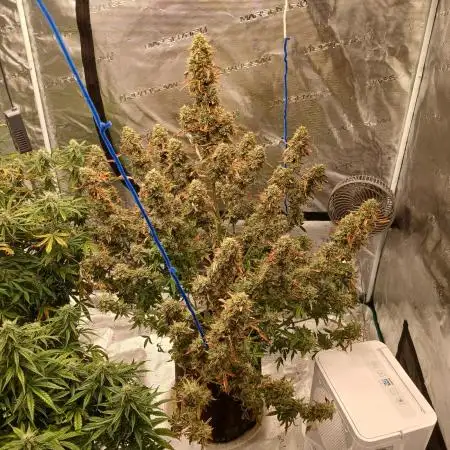 First time w/ Mephisto (Mephisto's Wedding)