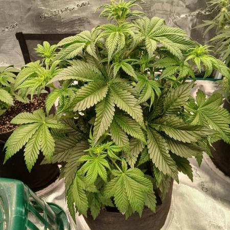 First w/ Fast Buds-Lemon Cherry Cookies