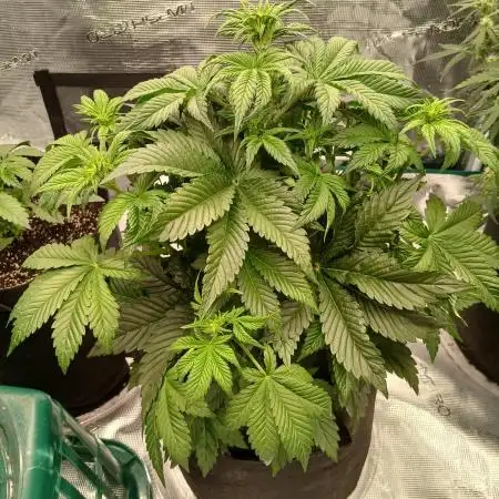 First w/ Fast Buds-Lemon Cherry Cookies