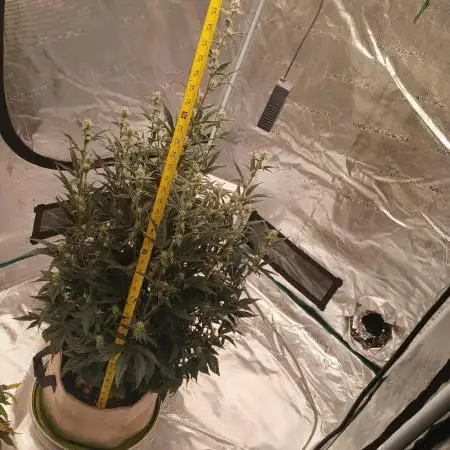 First time w/ Mephisto (MephistOreoz)