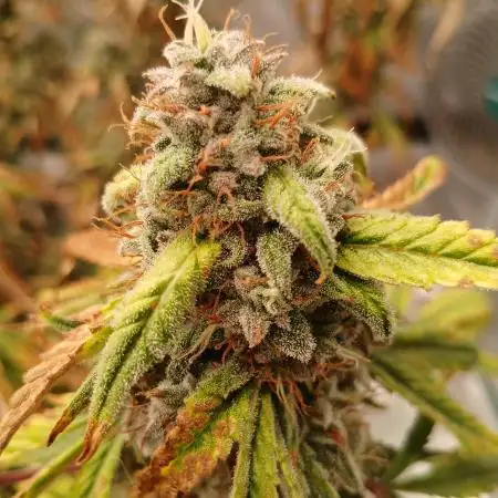 First time w/ Mephisto (Mango Smile)