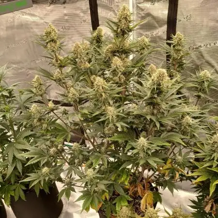 First time w/ Fast Buds - Frostbanger