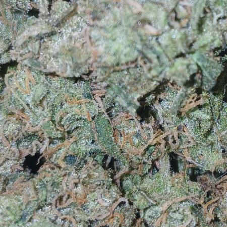 First time w/ Fast Buds (Z-Up)