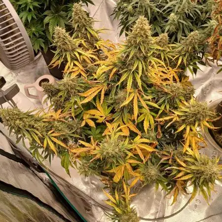 Strawberry Nuggets x Pink Panama-Freebie