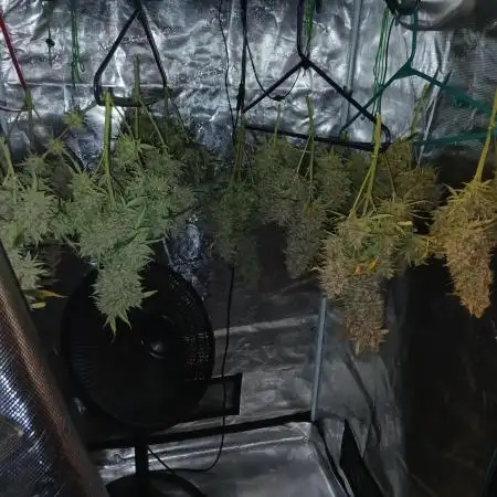 First time w/ Mephisto (Double Grape)