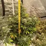First w/ Fast Buds-Lemon Cherry Cookies
